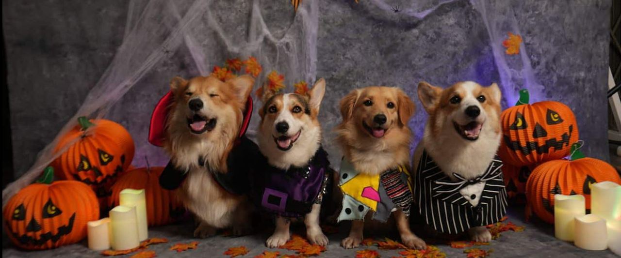 pet costume halloween